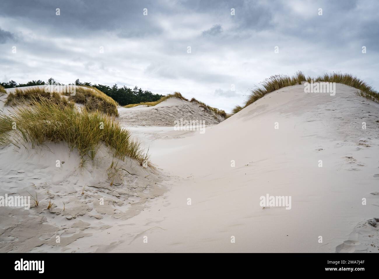 sand dunes in the morning at Schoorlse Duinen Stock Photo - Alamy