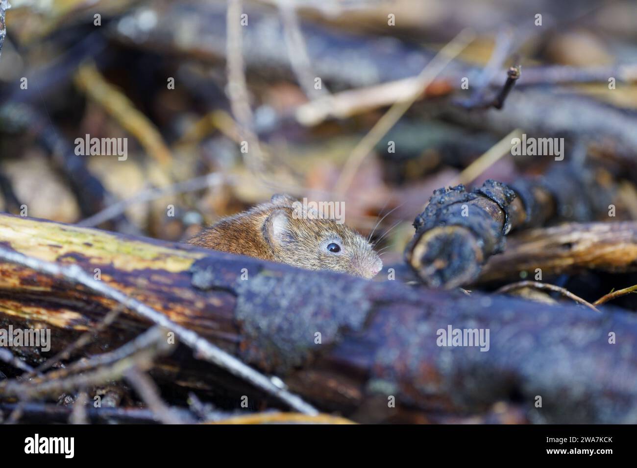 vole in action hidden in woodpile Stock Photo