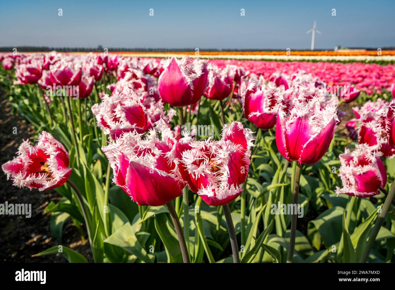tulip field in the country Stock Photo