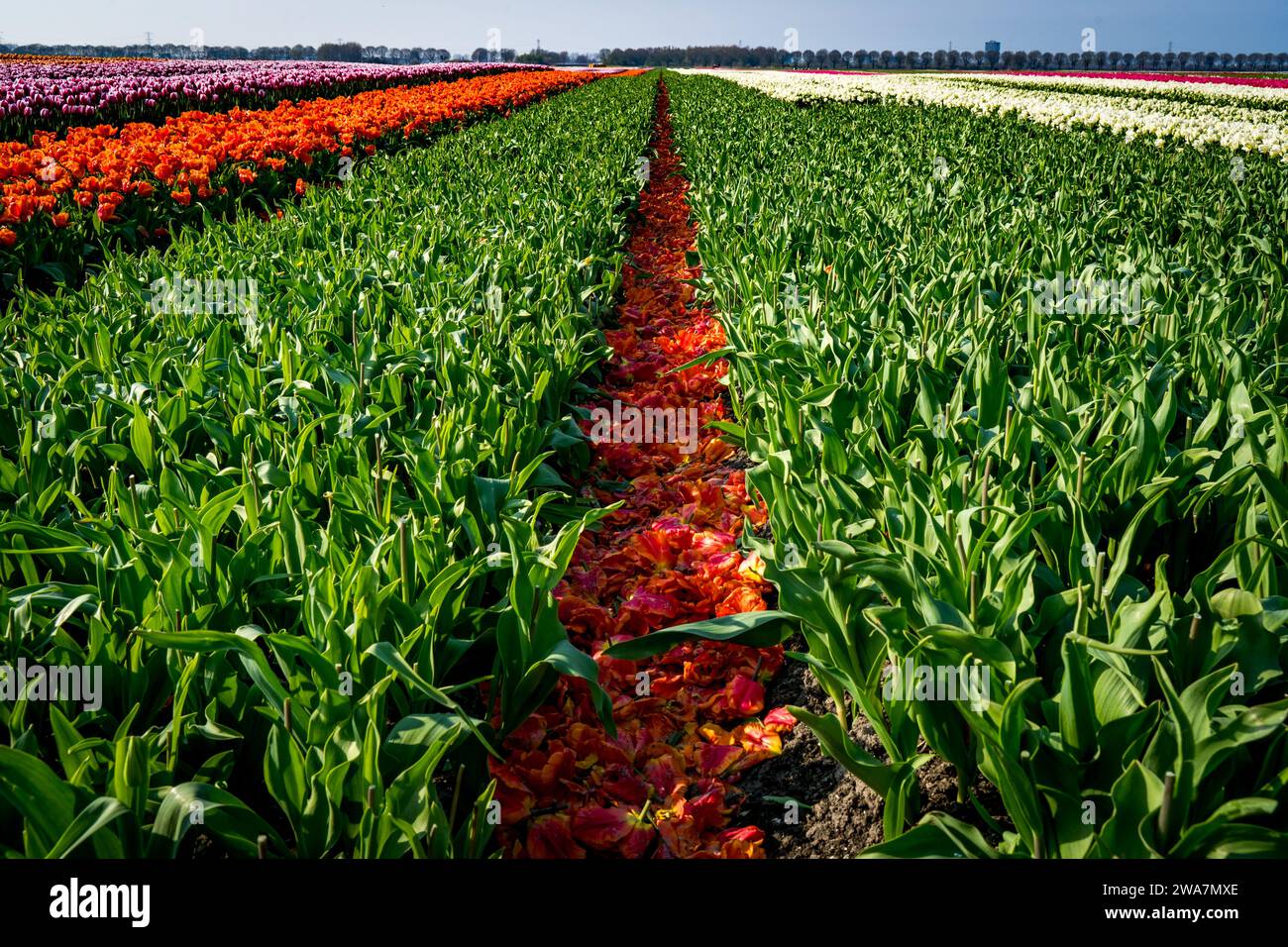 tulip heads cut off in the field Stock Photo