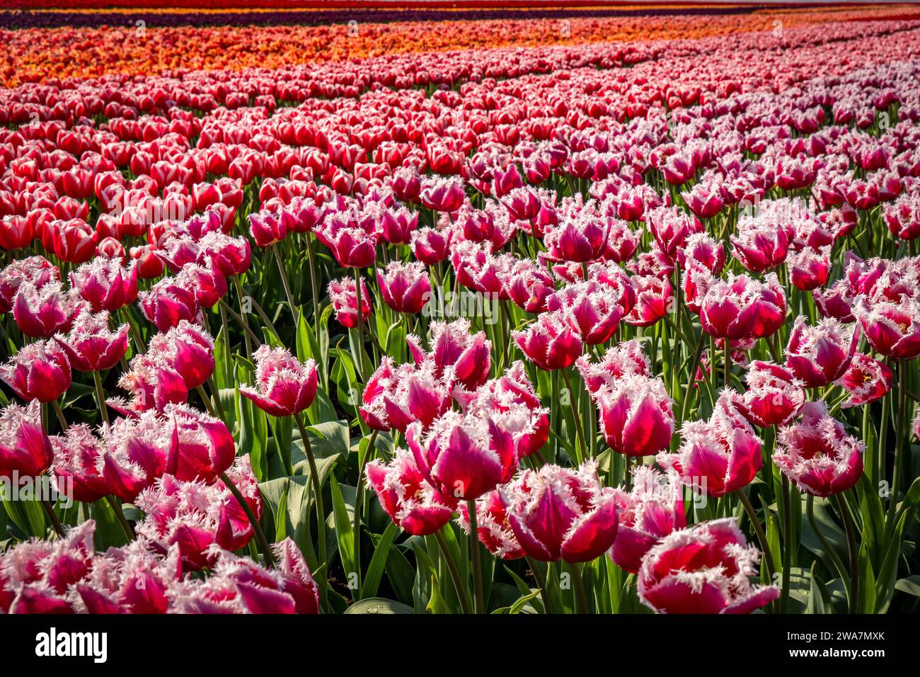 dutch field of pink tulips Stock Photo