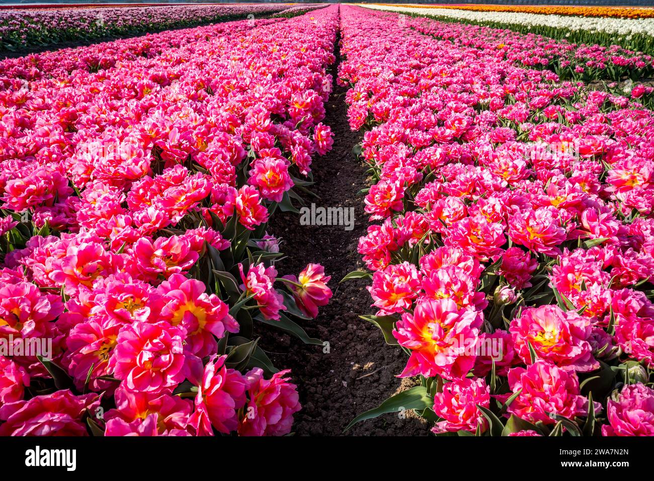 field of pink tulips in the spring Stock Photo