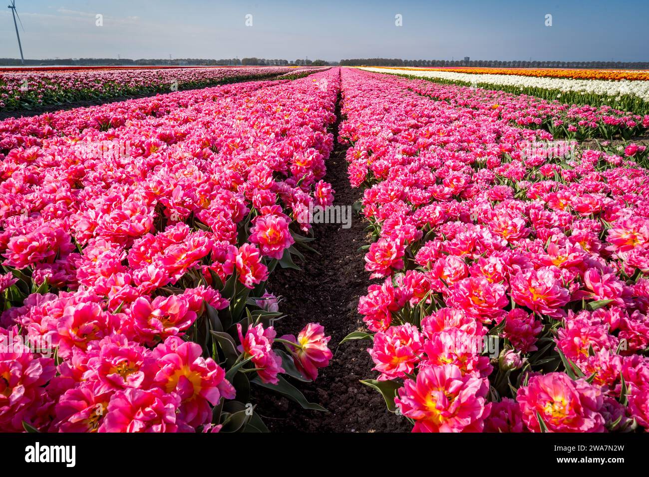 endless field of pink tulips Stock Photo