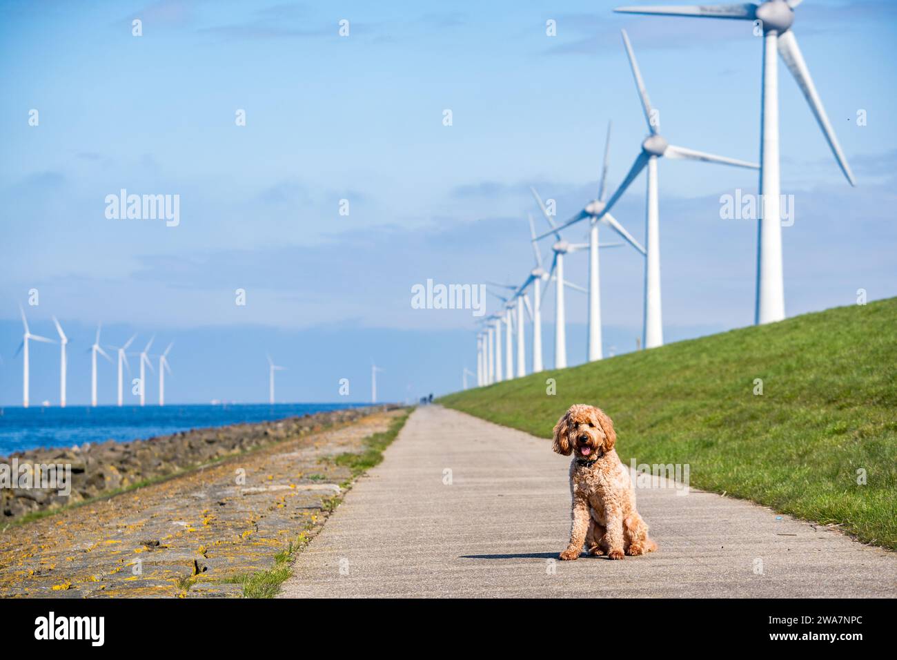 dog sitting in front of wind turbines park Stock Photo