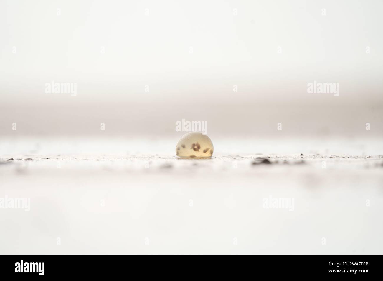 Eggs of giant gastropod on the beach in Argentina coast. Eggs with