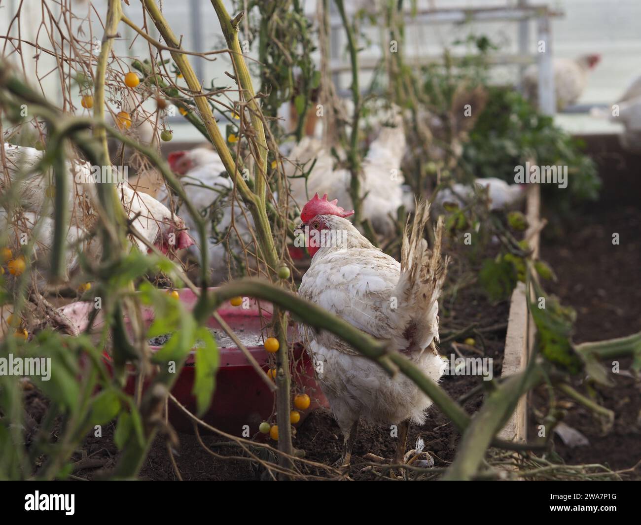 Saved chicken in their new greenhouse home Stock Photo
