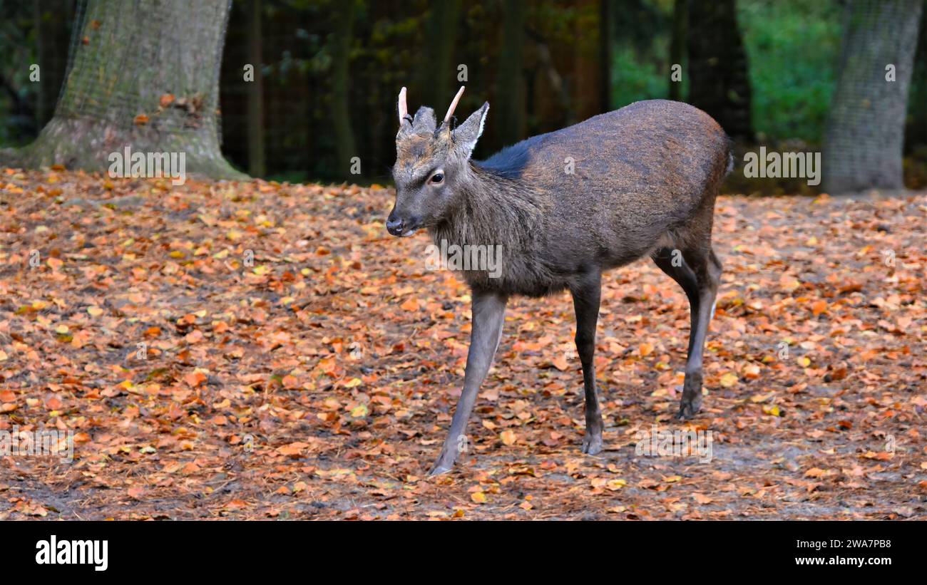 a young Asian sika deer with small antlers in winter plumage on a leafy background in German Park Stock Photo