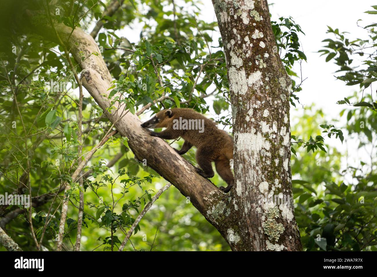 American coati is feeding in the forest. Coatis is looking for food in National park Iguazu Falls. Mammals with long snout and tails in the forest. Stock Photo