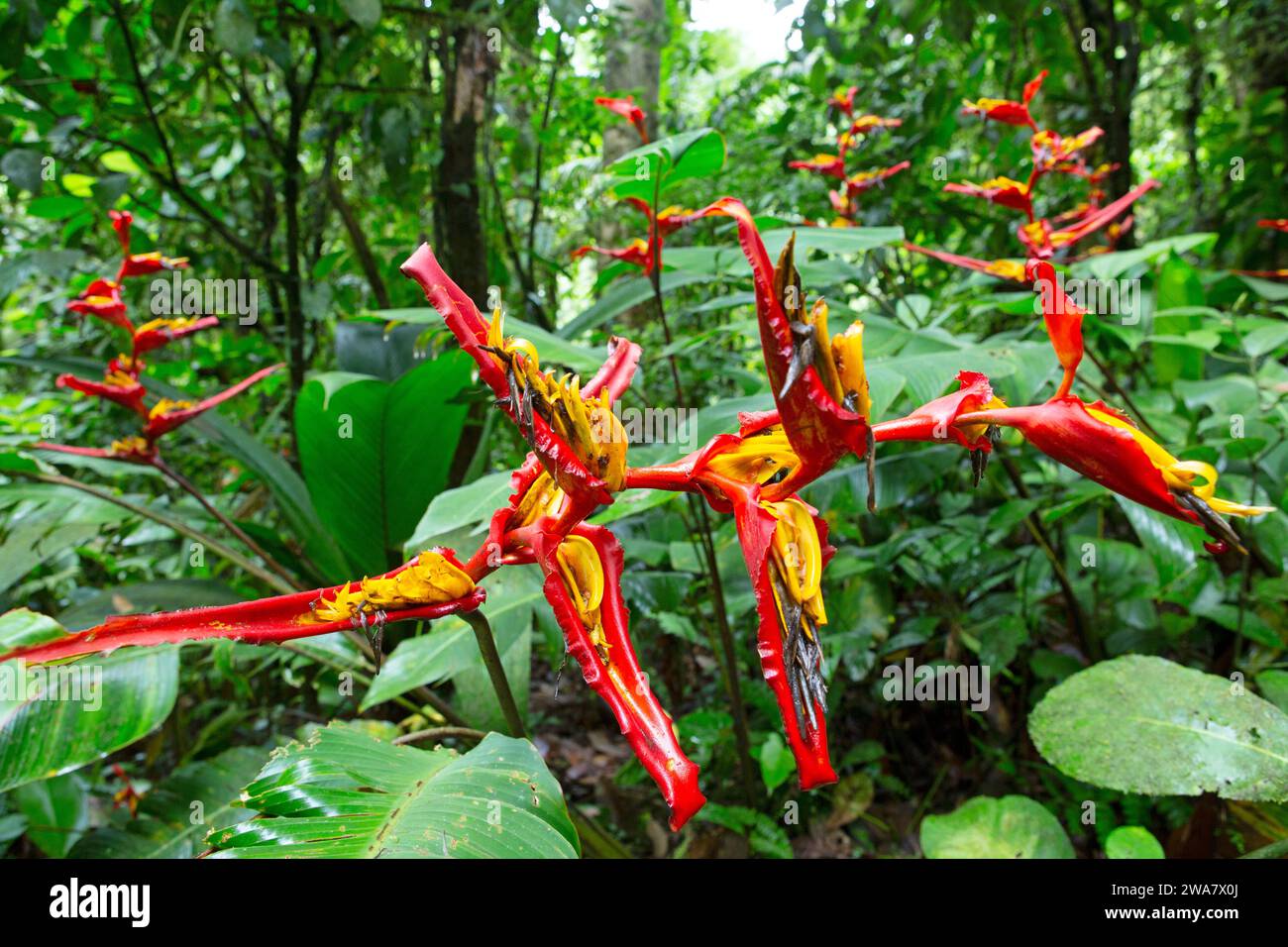 Heliconia plants (Heliconia tortuosa) in montane rainforest near the Quebrada Gonzalez ranger station in Braulio Carrillo National Park, Costa Rica. Stock Photo