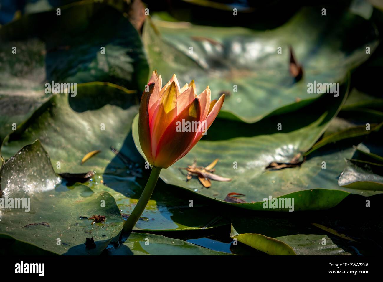 Lotus flowers and leaves floating on water in. Stock Photo