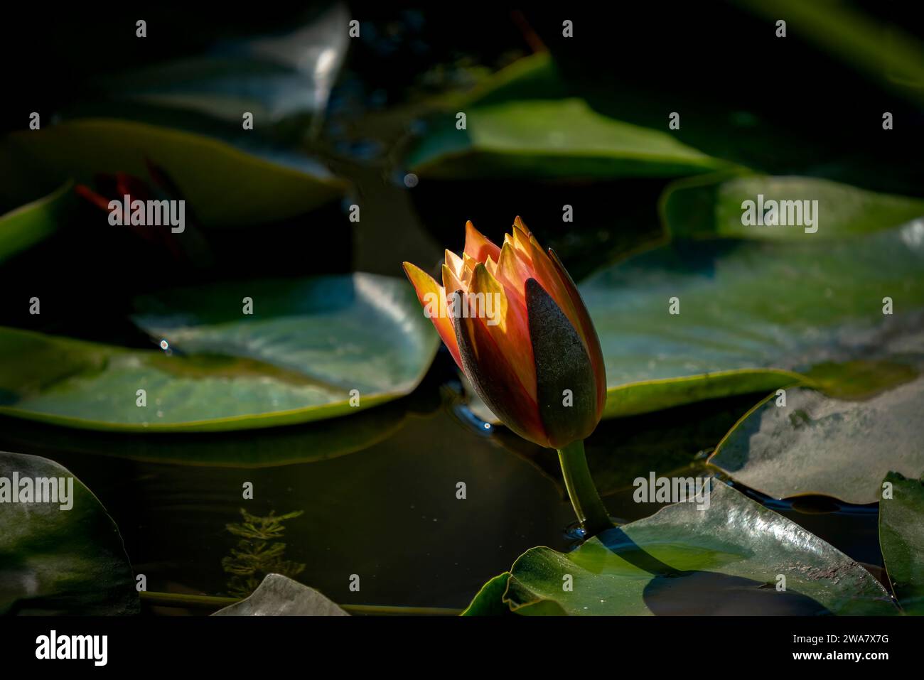 Lotus flowers and leaves floating on water in. Stock Photo