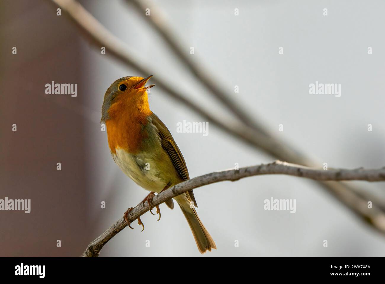 Robin on a branch in nature, photo as a background, digital image Stock Photo