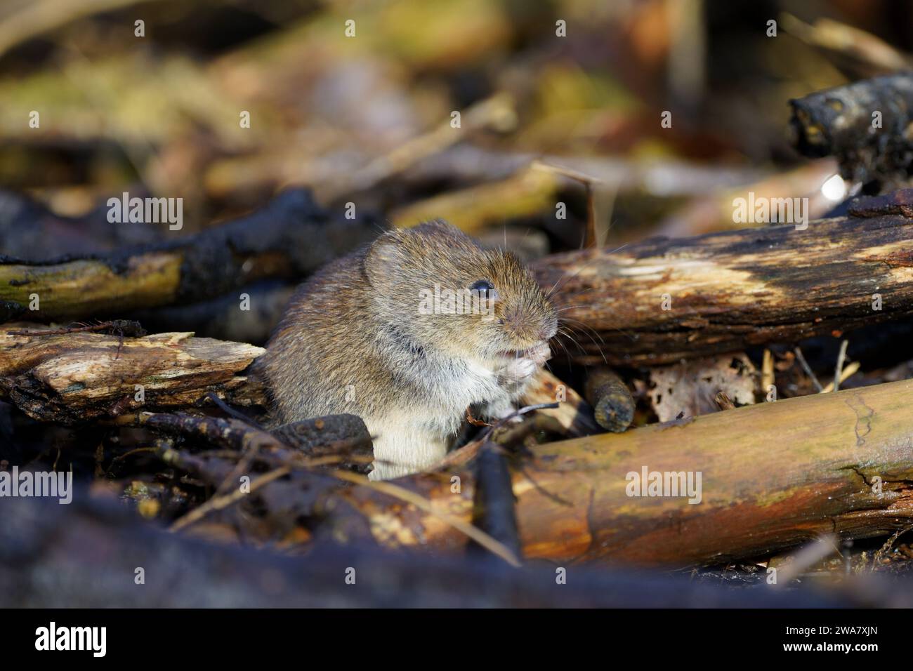 vole in action hidden in woodpile Stock Photo