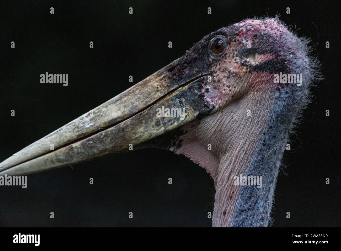 This close-up captures the raw, unfiltered presence of a Marabou Stork, a bird that might not conform to conventional definitions of beauty but holds a certain gravitas. Its long, pointed bill, suited for a scavenger's lifestyle, dominates the frame, showing signs of wear and a life led in the survival of the fittest. The stork's face, with its wrinkled pinkish head, sparse feathering, and penetrating eyes, exudes a sense of resilience and ancient wisdom. The dark backdrop accentuates the stark reality of this creature's existence in the wild. Gaze of the Marabou Stork. High quality photo Stock Photo