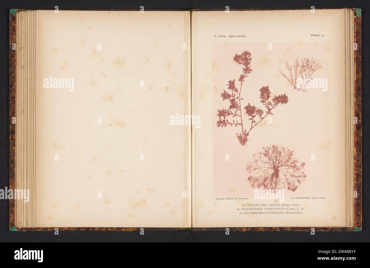 Three types of seaweed, anonymous, c. 1882 - in or before 1892 photomechanical print (81) is Chylocladia ovalis, (82) is Polysiphonia complanata, (83) is Polysiphonia fastigiata. FranceSaint-ÉtiennePublisher: Paris paper collotype algae, seaweed Stock Photo