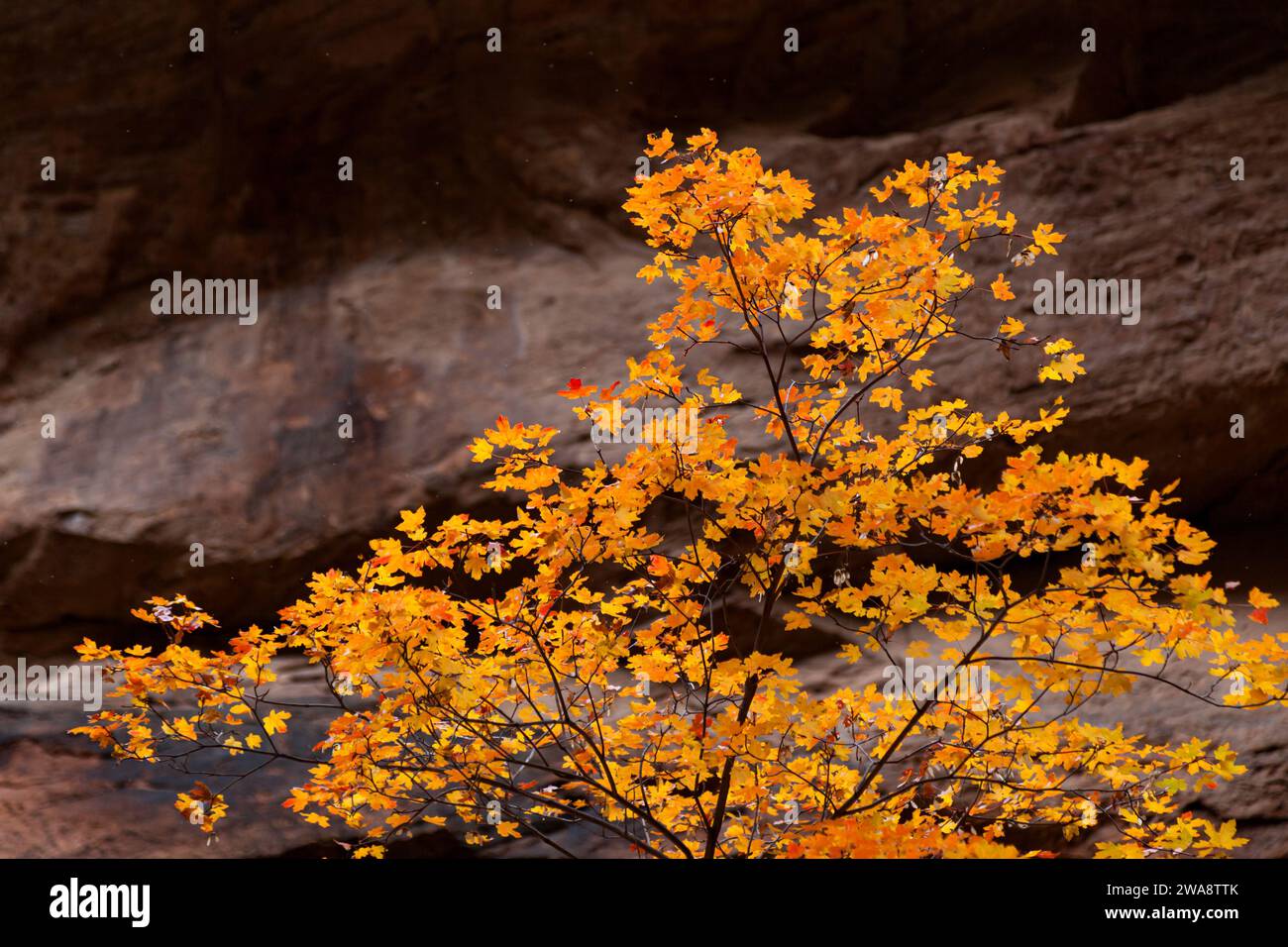 A small maple tree with soft sunshine lighting up the orange leaves and