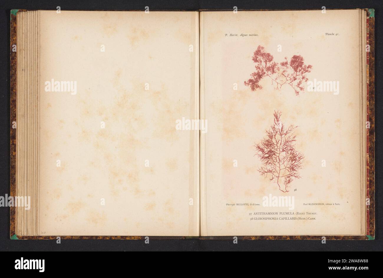 Two types of seaweed, anonymous, c. 1882 - in or before 1892 photomechanical print (97) is Antithamnion plumula, (98) is Gloiosiphonia capillaris. FranceSaint-ÉtiennePublisher: Paris paper collotype algae, seaweed Stock Photo