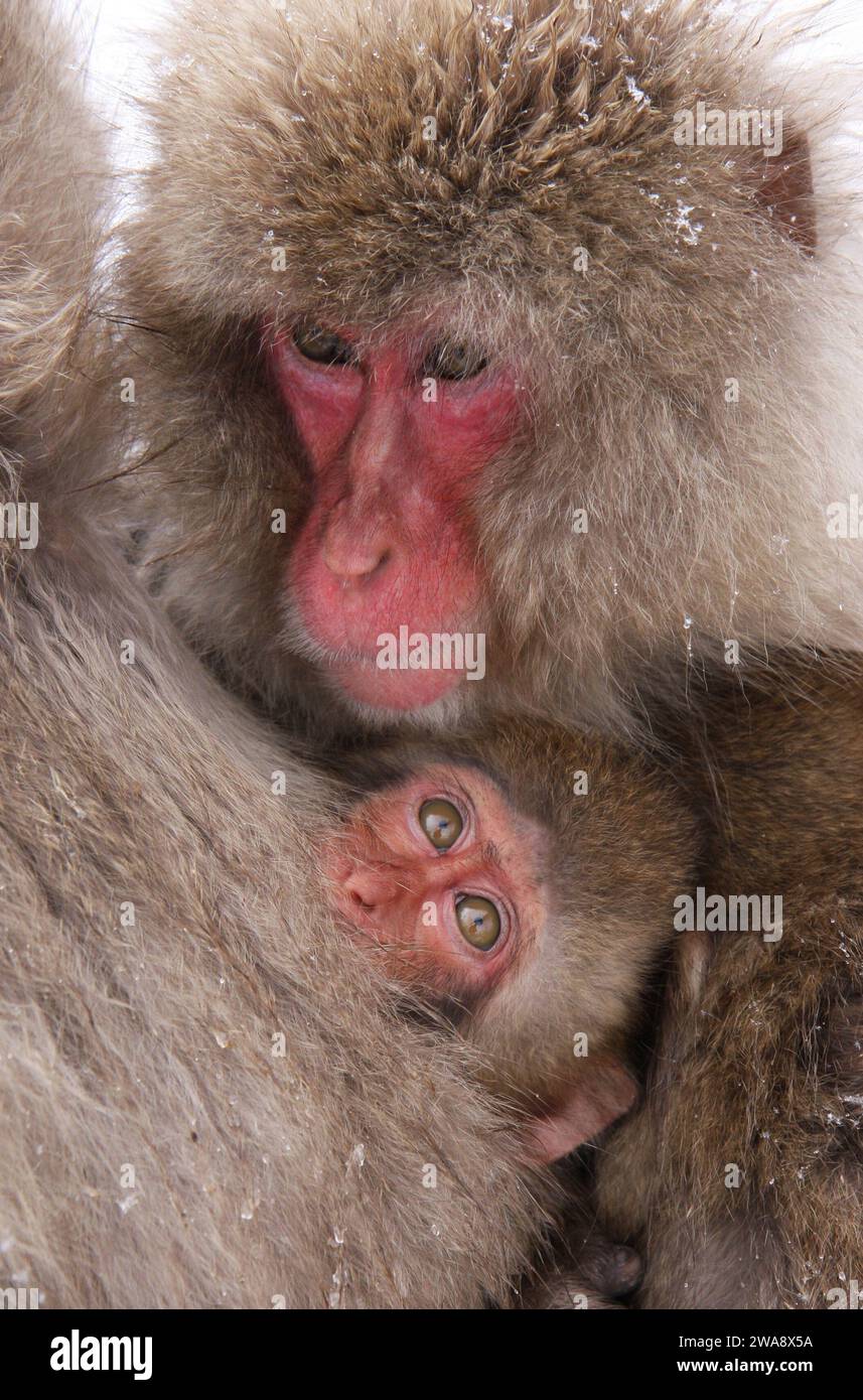 Mother and Baby Japanese Macaque Stock Photo - Alamy