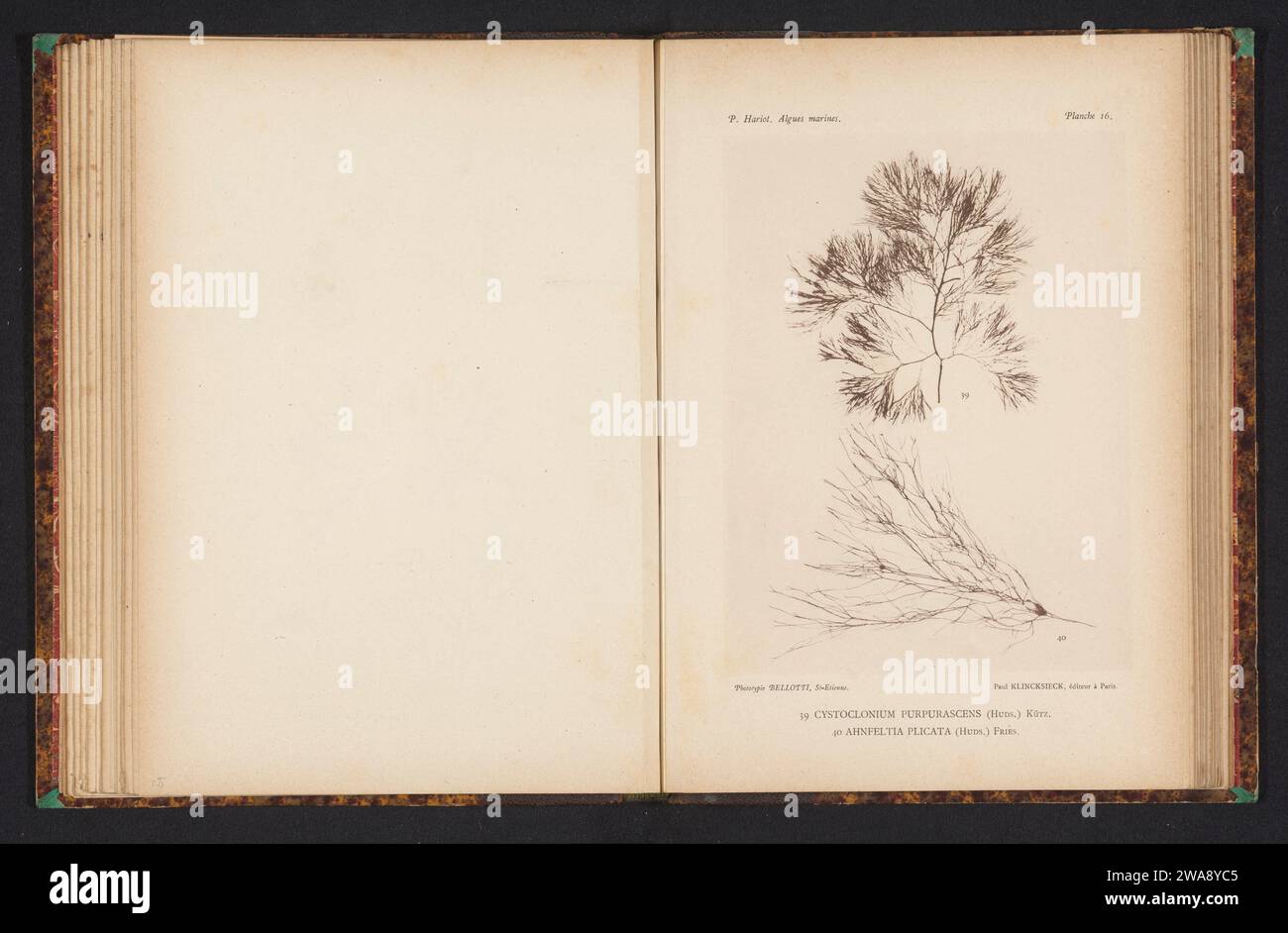 Two types of seaweed, anonymous, c. 1882 - in or before 1892 photomechanical print (39) Cystoclonium purple (40) is ahnfeltia folded. FranceSaint-ÉtiennePublisher: Paris paper collotype algae, seaweed Stock Photo