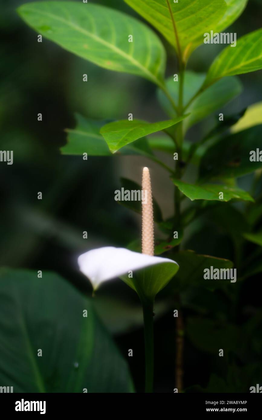 Peace Lily plant, among green leaves. Dreamy. Stock Photo