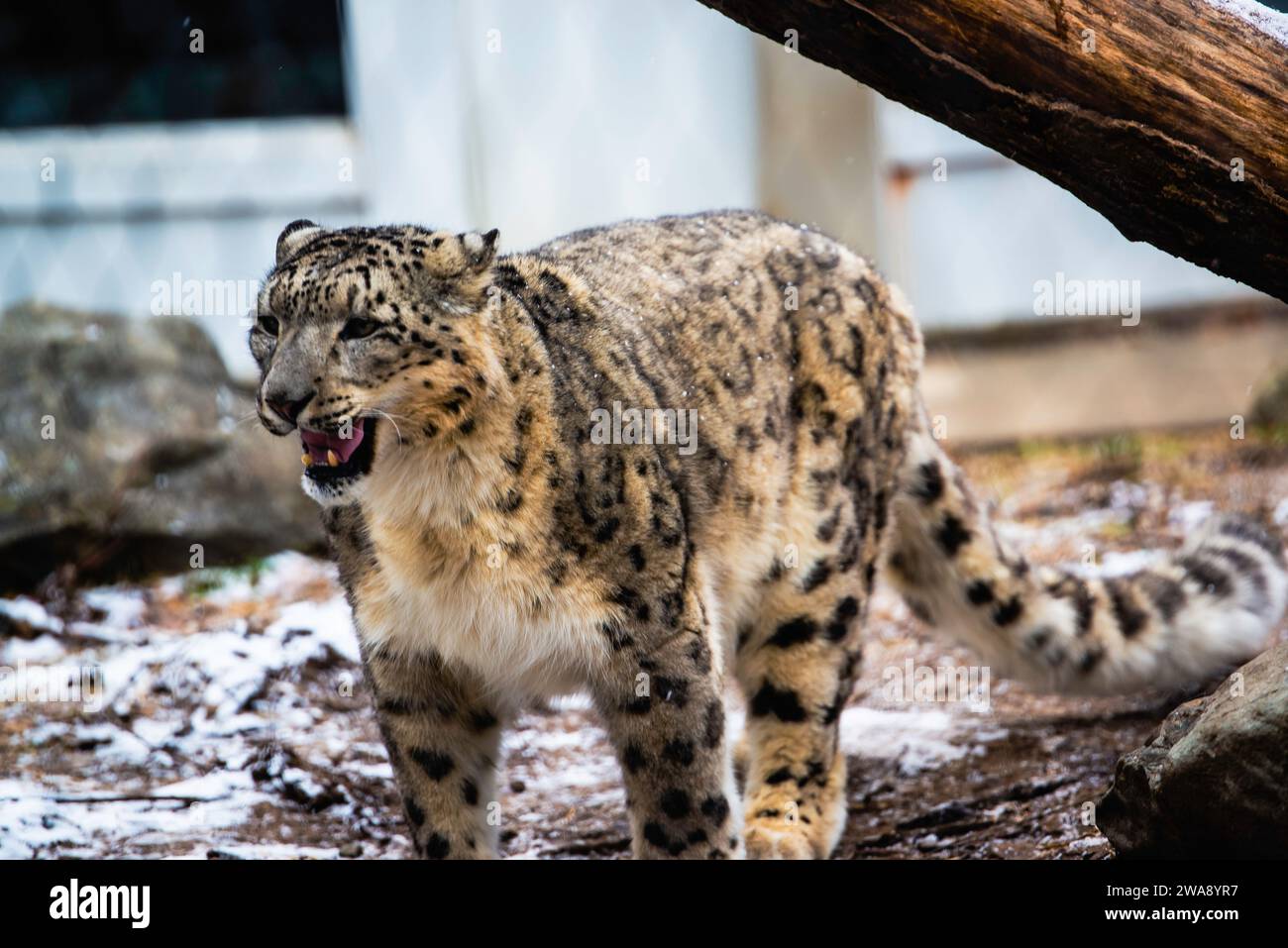 Granby, Quebec Dec 31 2023 Beautiful snow leopard in the winter