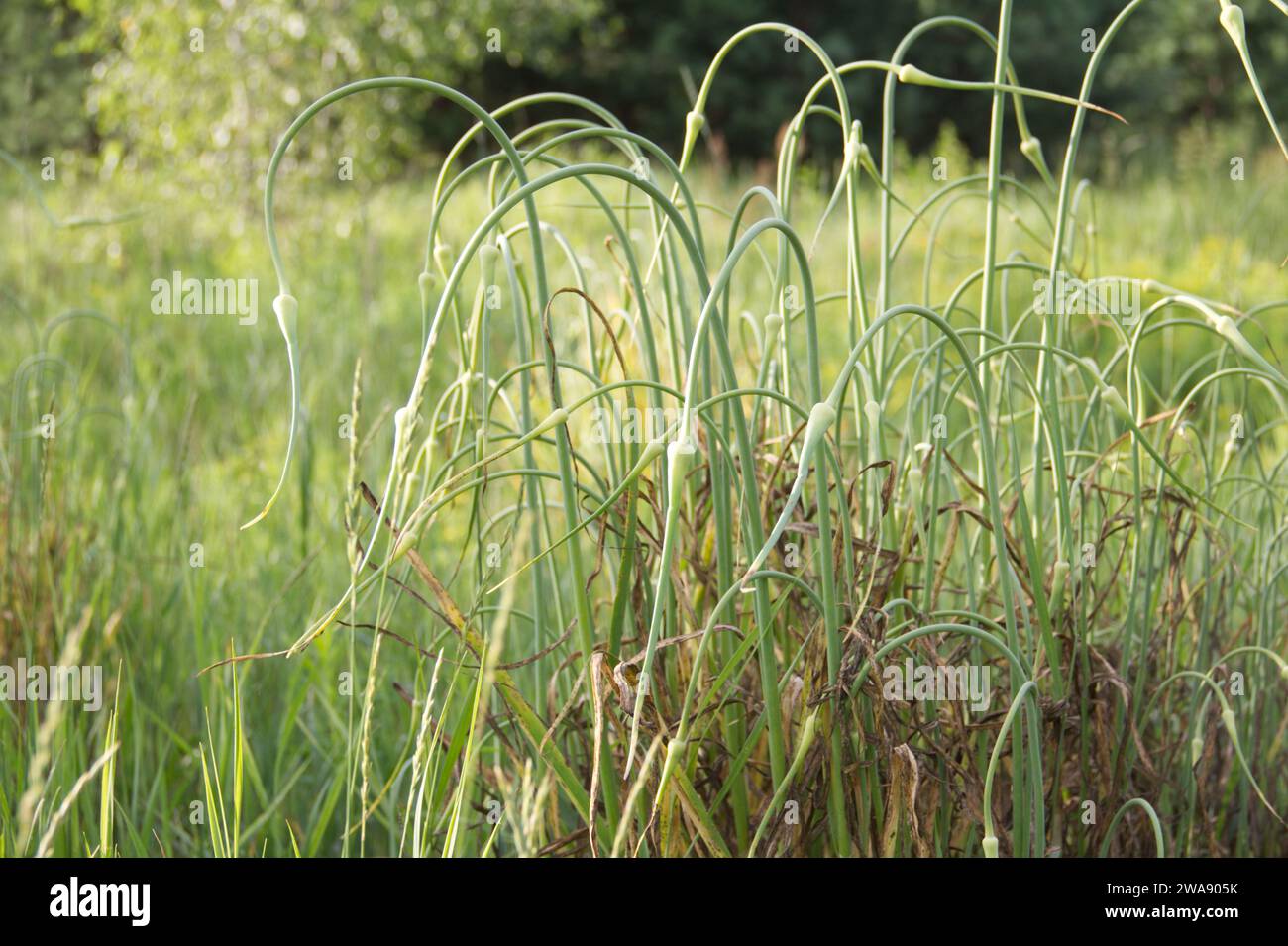 Wild onion grass hi-res stock photography and images - Alamy