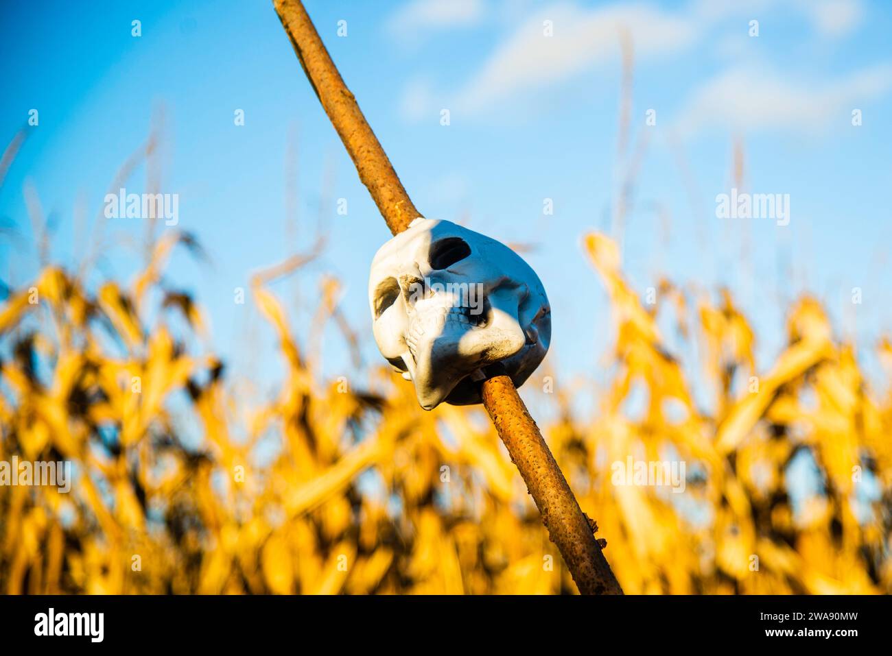 Quebec, Canada Oct. 29 2023 Halloween Decoration amid a Corn field
