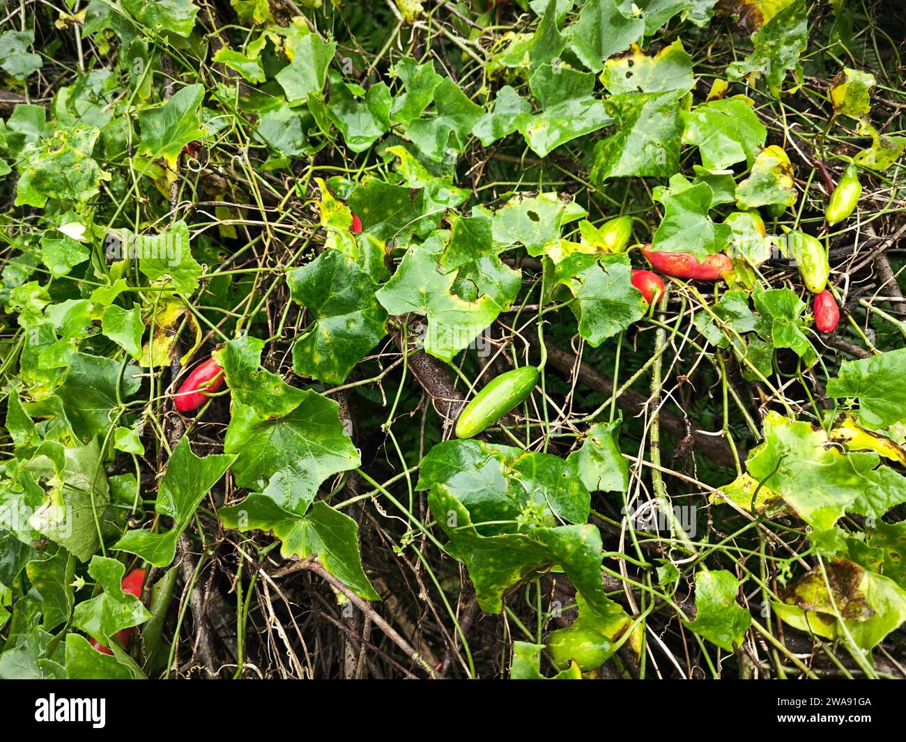 the creeping ivy gourd fruits plant climbing around the wild bushes Stock Photo