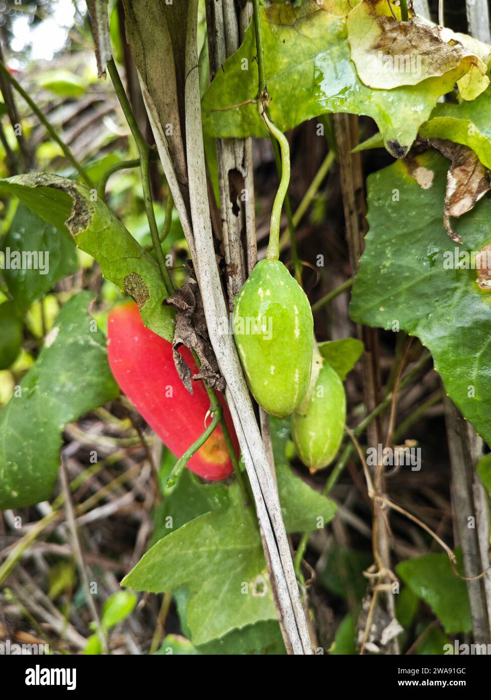 the creeping ivy gourd fruits plant climbing around the wild bushes Stock Photo
