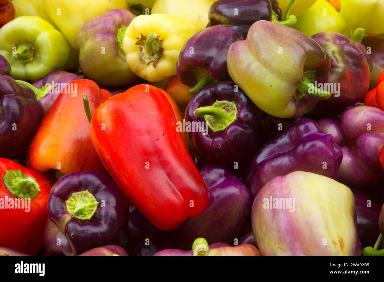 Bell peppers in garden hi-res stock photography and images - Alamy
