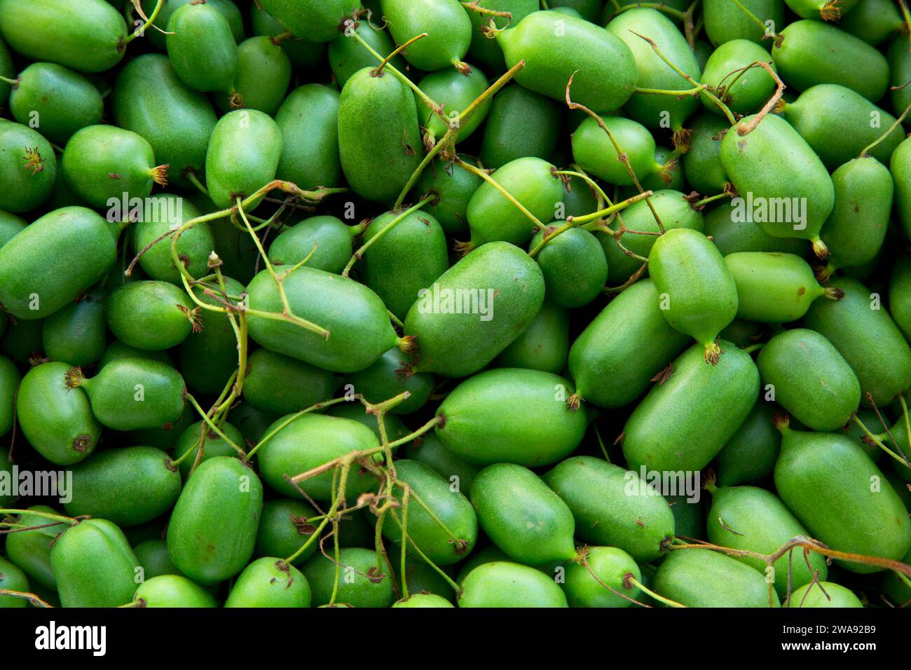 Kiwi farm hi-res stock photography and images - Alamy