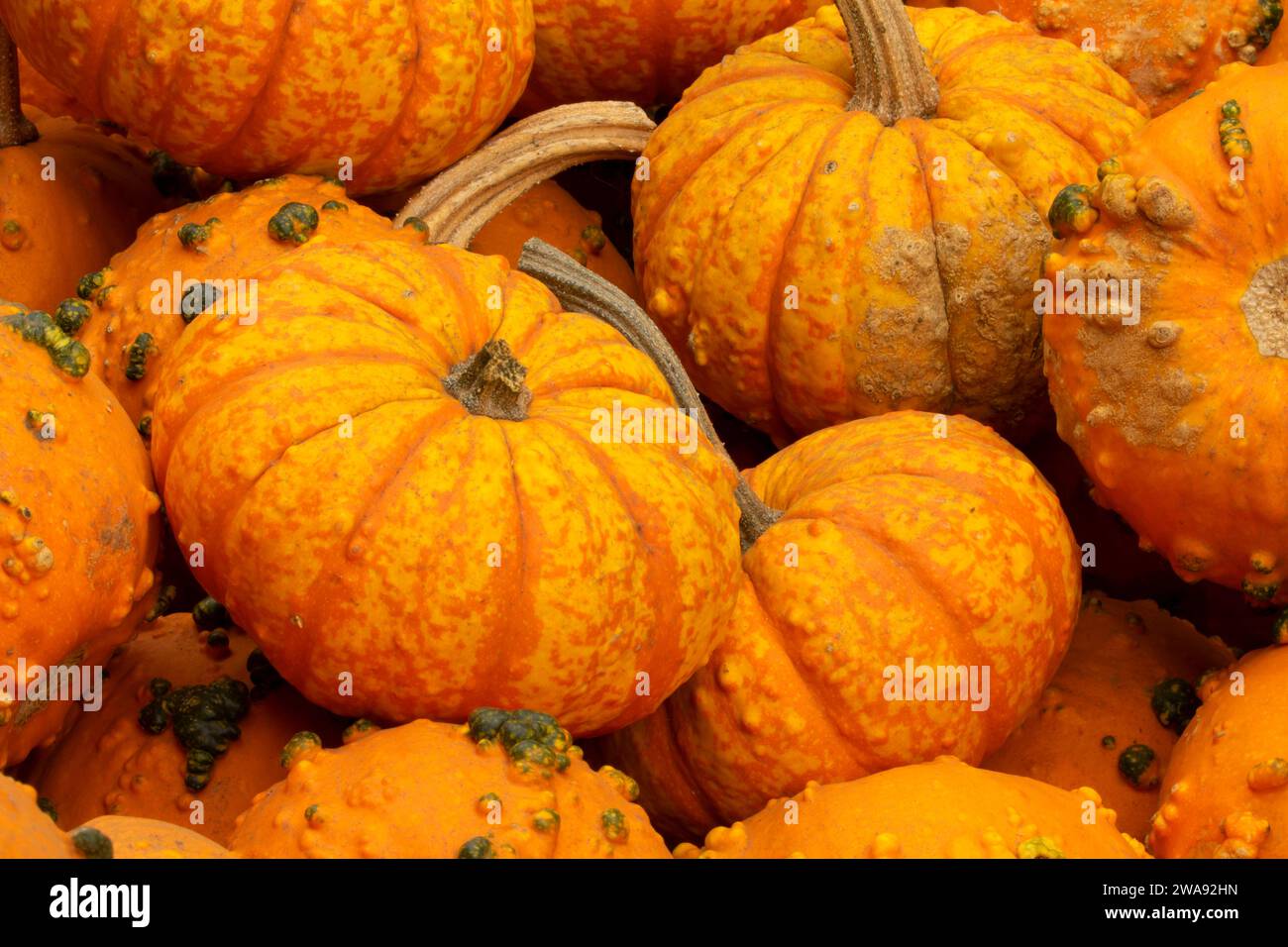 Small warty squash hi-res stock photography and images - Alamy