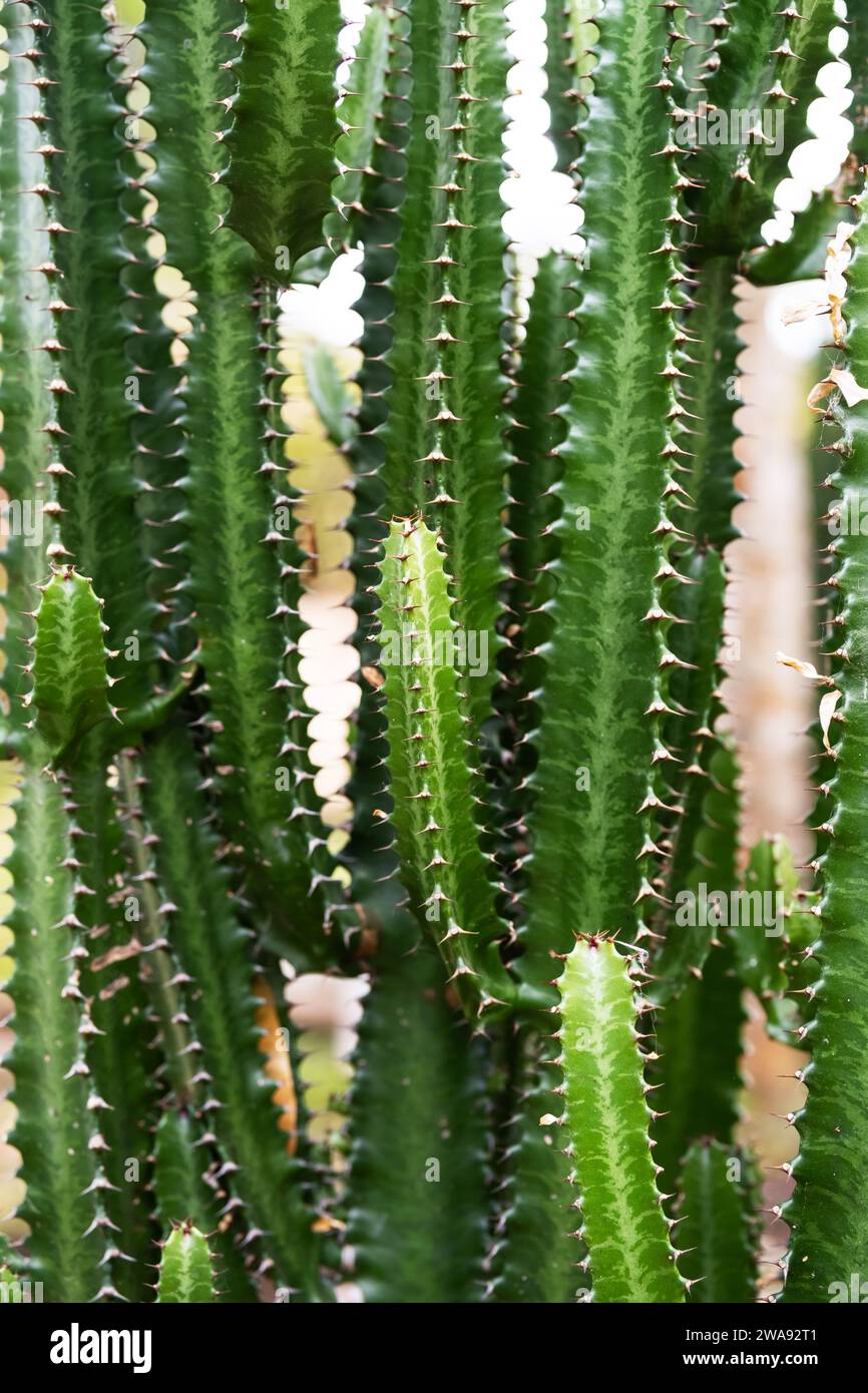 Tall Cactus. Group of big cacti plant Stock Photo Alamy