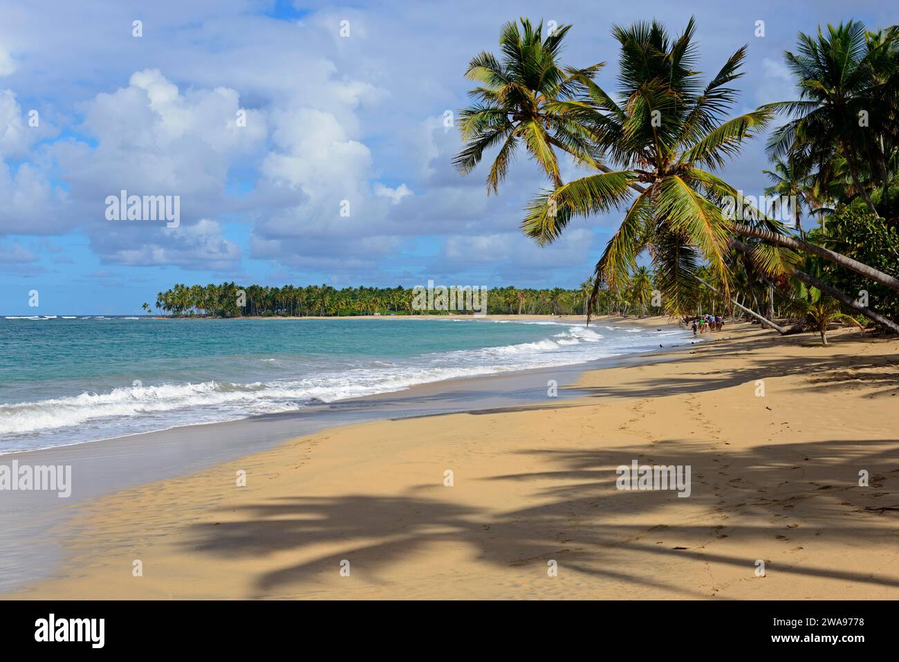 A tropical beach with palm trees, fine sand and clear blue skies, Limon beach, El Limón, El Seibo, Dominican Republic, Hispaniola, Caribbean, America, Stock Photo
