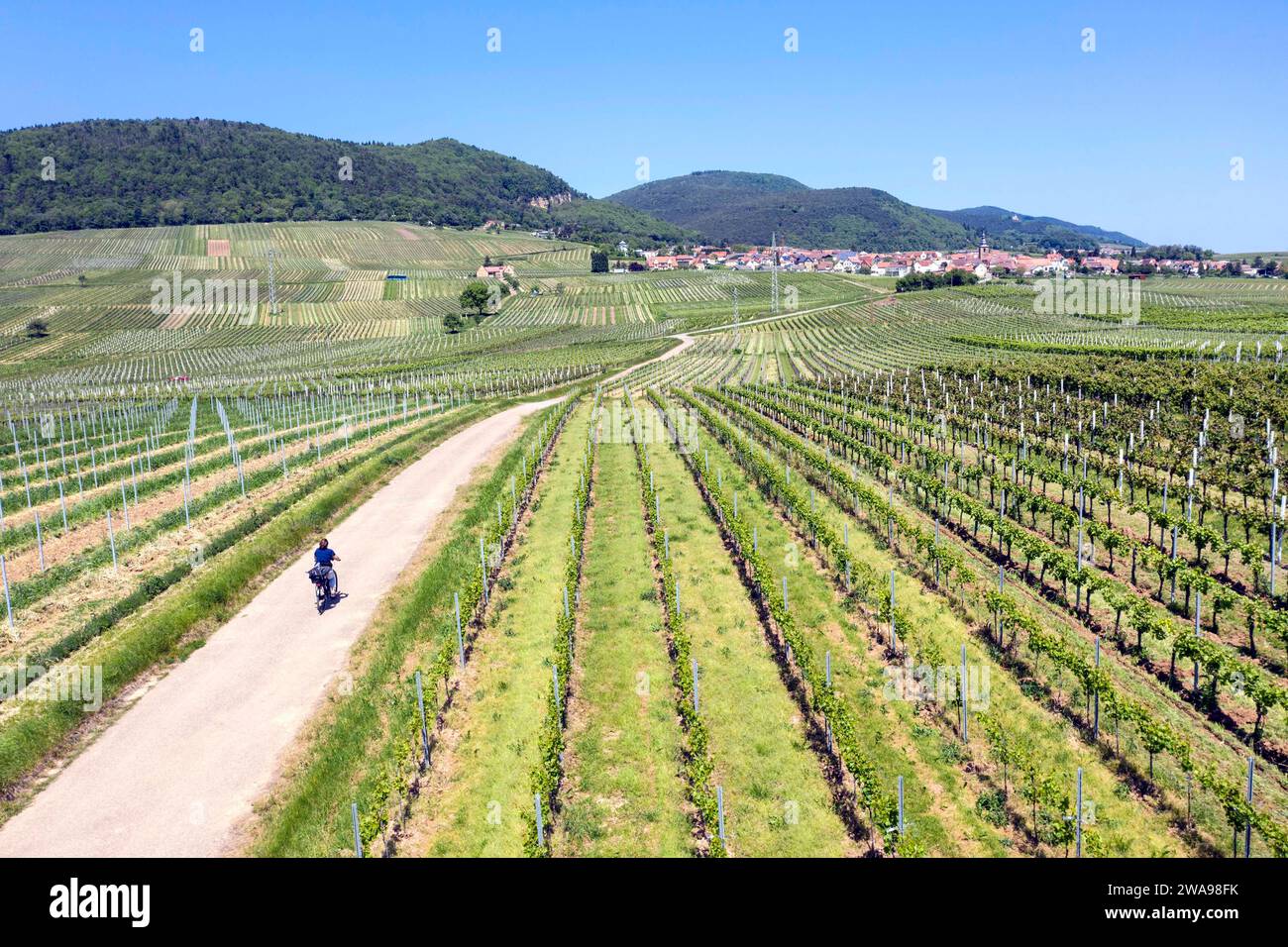 Aerial view cyclist riding through vineyards in the southern wine route, Frankweiler, 25 05 2023