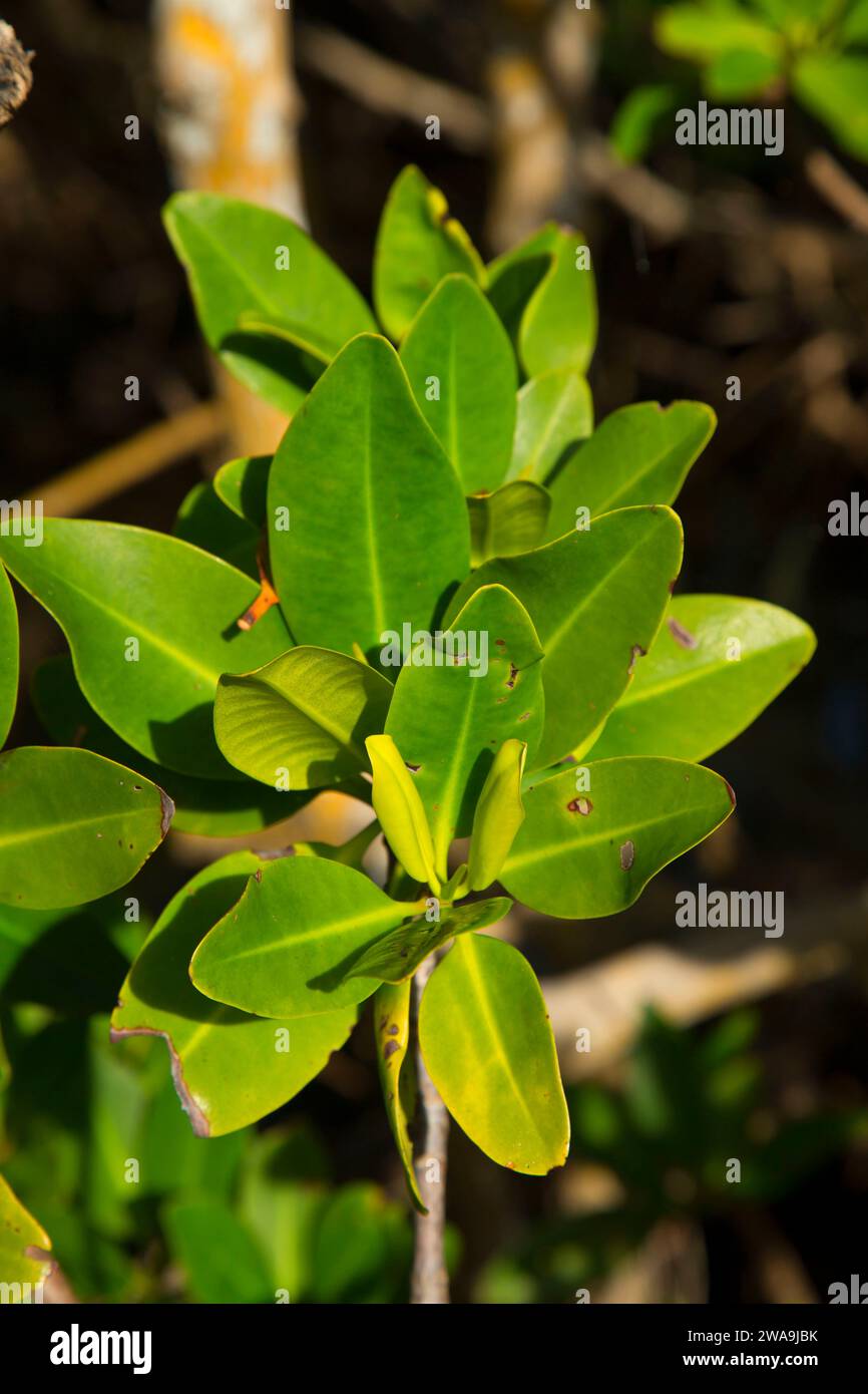 Mangrove leaves along Marsh Rabbit Run Trail, Jack Island Preserve ...