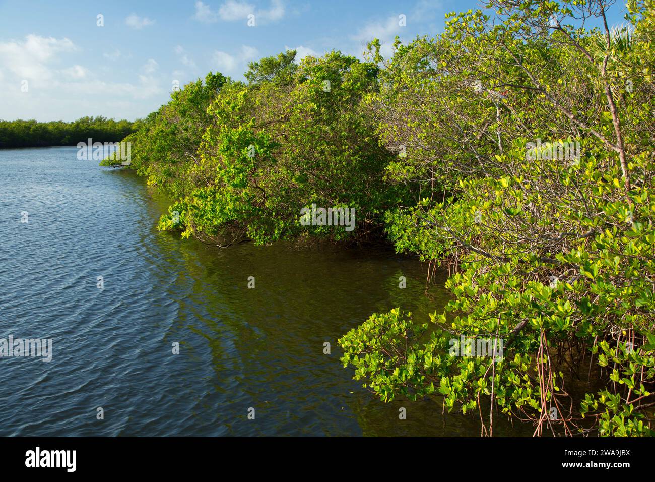 Jack Island mangrove along Marsh Rabbit Run Trail, Jack Island Preserve ...