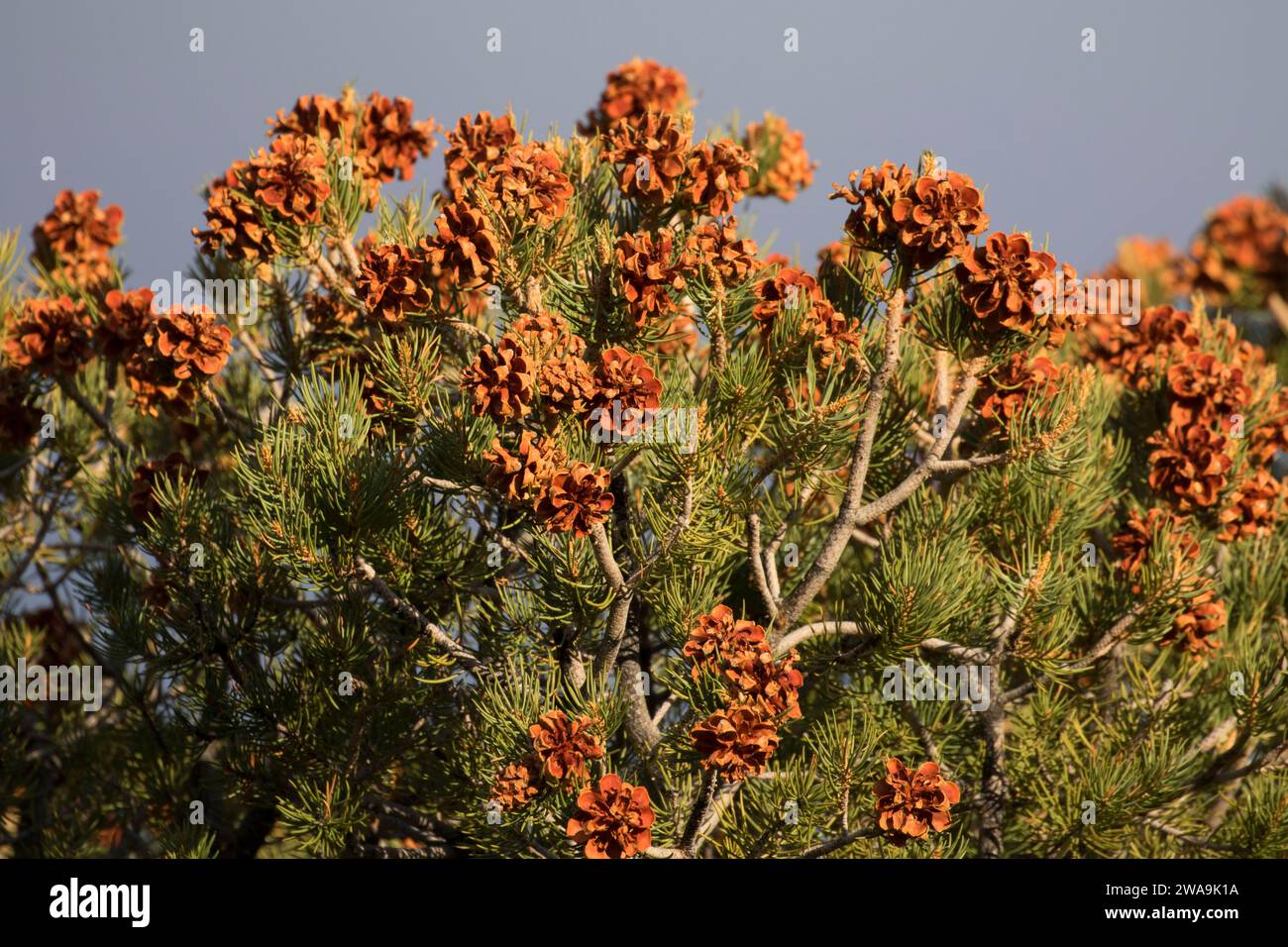 Pinyon pine cones, Spring Mountains National Recreation Area, Mt. Charleston Scenic Byway, Humboldt-Toiyabe National Forest, Nevada Stock Photo