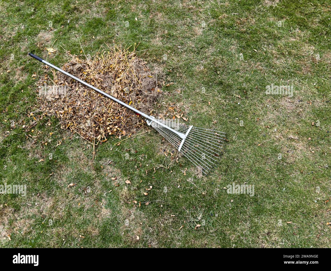 Metal lawn rake for removing dry leaves and litter from the grass Stock