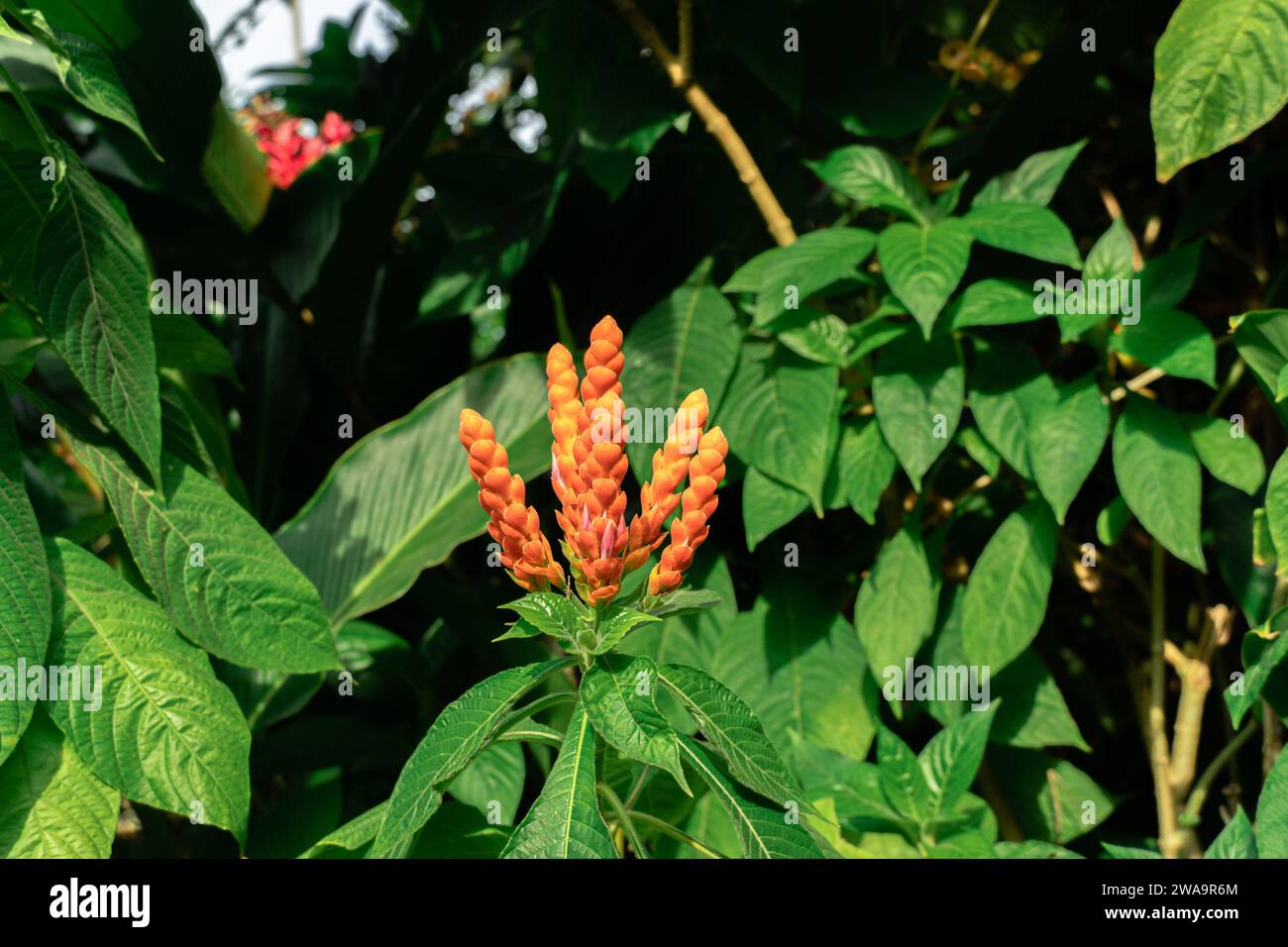 Orange flowers on a Panama Queen plant in a tropical garden. Orange Shrimp Plant. Pretty red wild aphelandra sinclairiana flower. Stock Photo