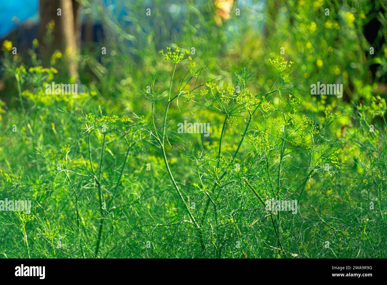 Green organic dill in farmer's garden.Young plants grows in the open