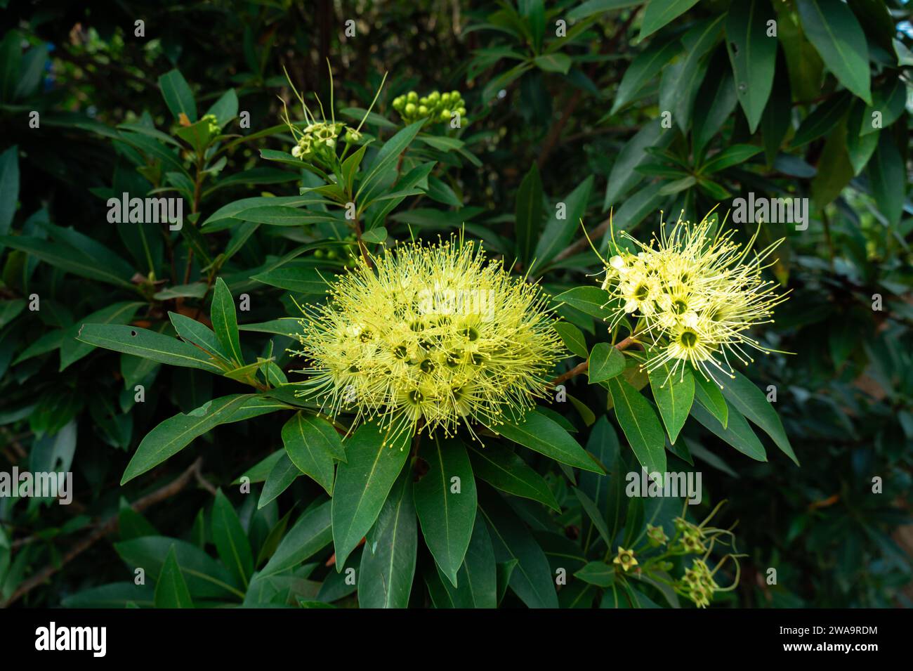 Xanthostemon chrysanthus, commonly known as golden penda, is a species