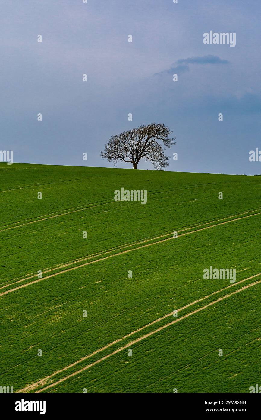 Horizon Line With Tree Example Horizon lines over land hi-res stock photography and images - Alamy