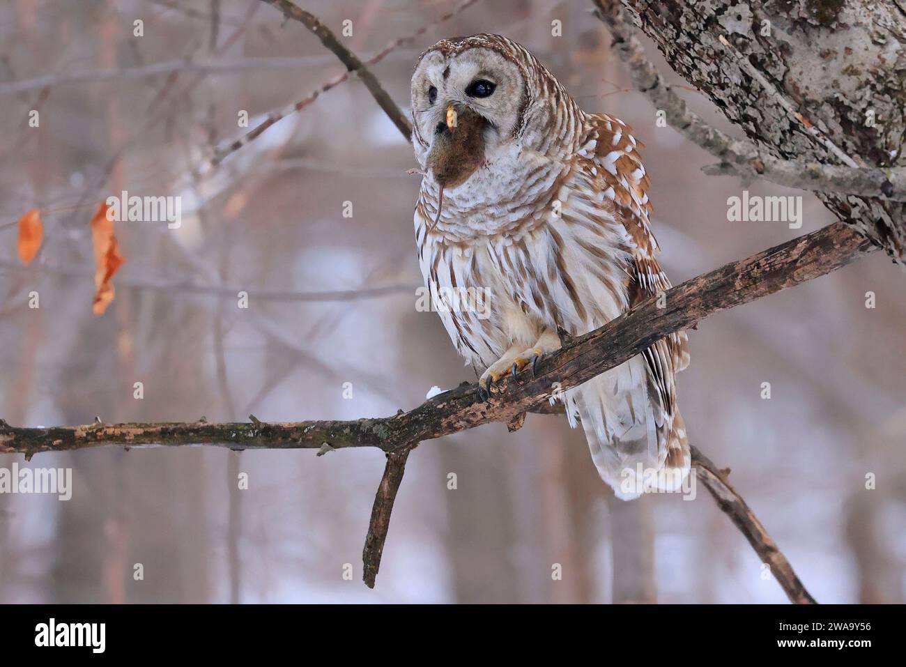 Barred Owl standing on a tree branch in the forest holding and eating his prey, Quebec, Canada Stock Photo
