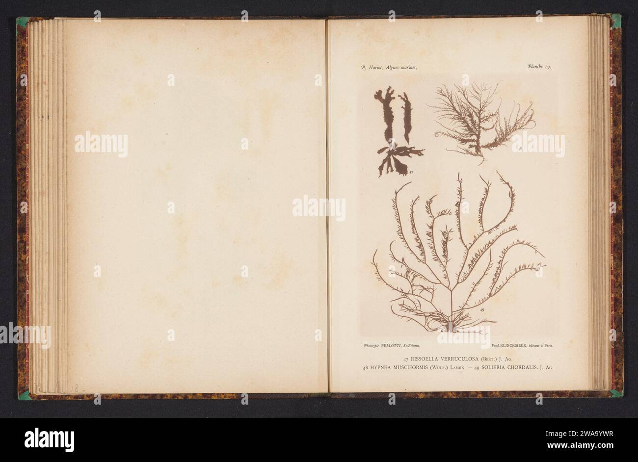 Three types of seaweed, anonymous, c. 1882 - in or before 1892 photomechanical print (47) is riissella verruculose, (48) is Hypnea Musciformis, (49) is Solieria chordalis. FranceSaint-ÉtiennePublisher: Paris paper collotype algae, seaweed Stock Photo