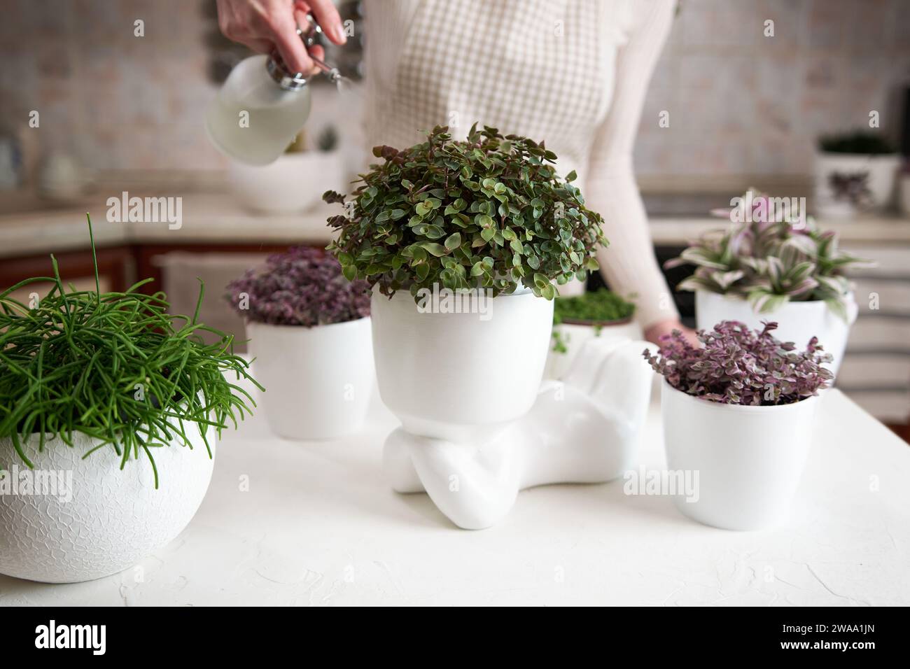 Woman spraying watering callisia Potted house plant in Human like ceramic flower planter Stock Photo