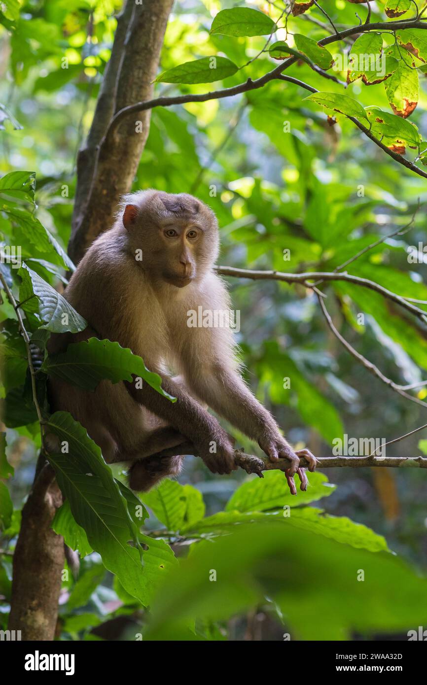 Vertical view of northern pig-tailed macaque or macaca leonina sitting on tree branch in Lawachara forest national park, Bangladesh Stock Photo
