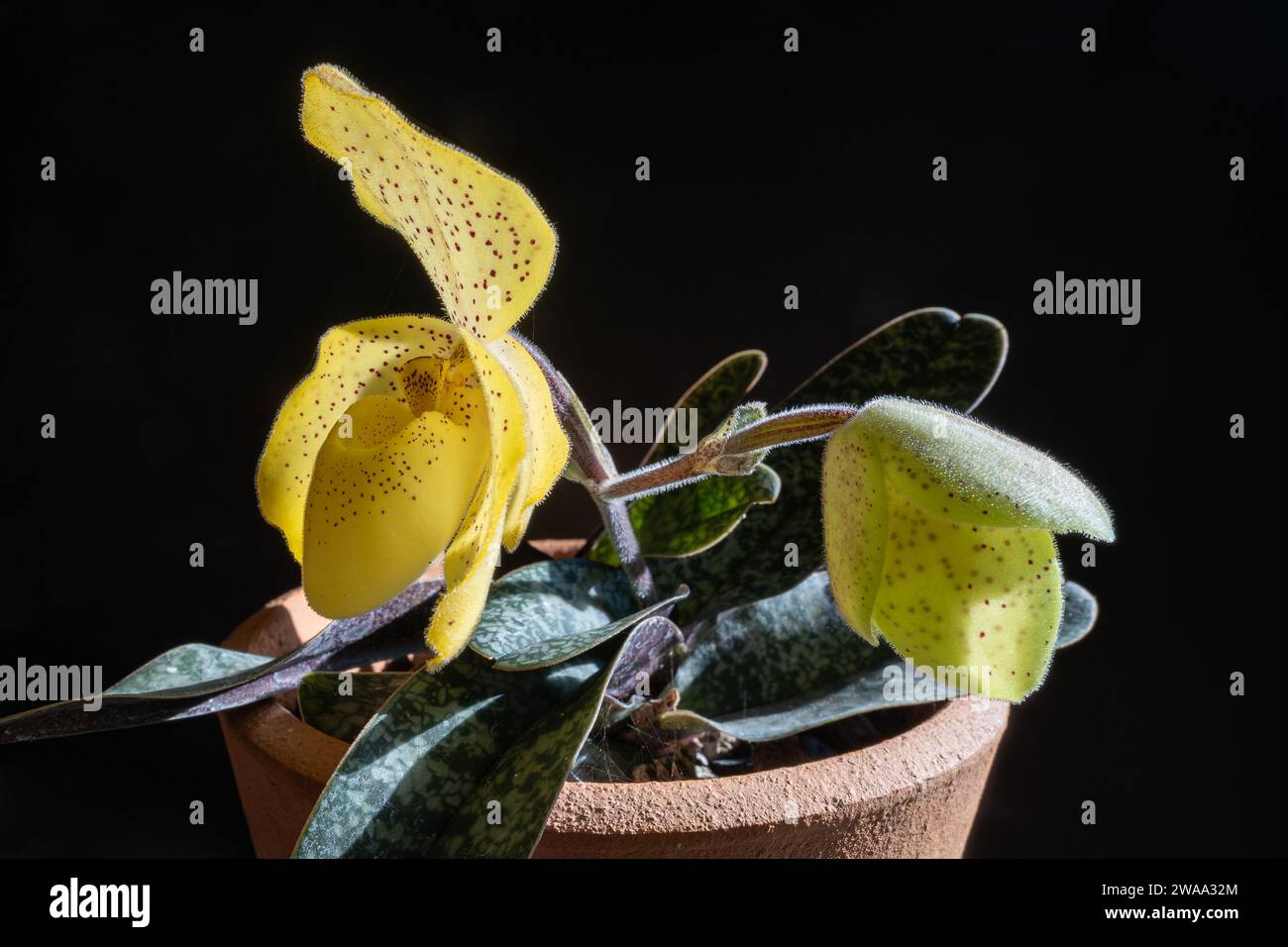 Closeup view of lady slipper orchid species paphiopedilum wenshanense aka conco-bellatulum with yellow flower and bud isolated on black background Stock Photo