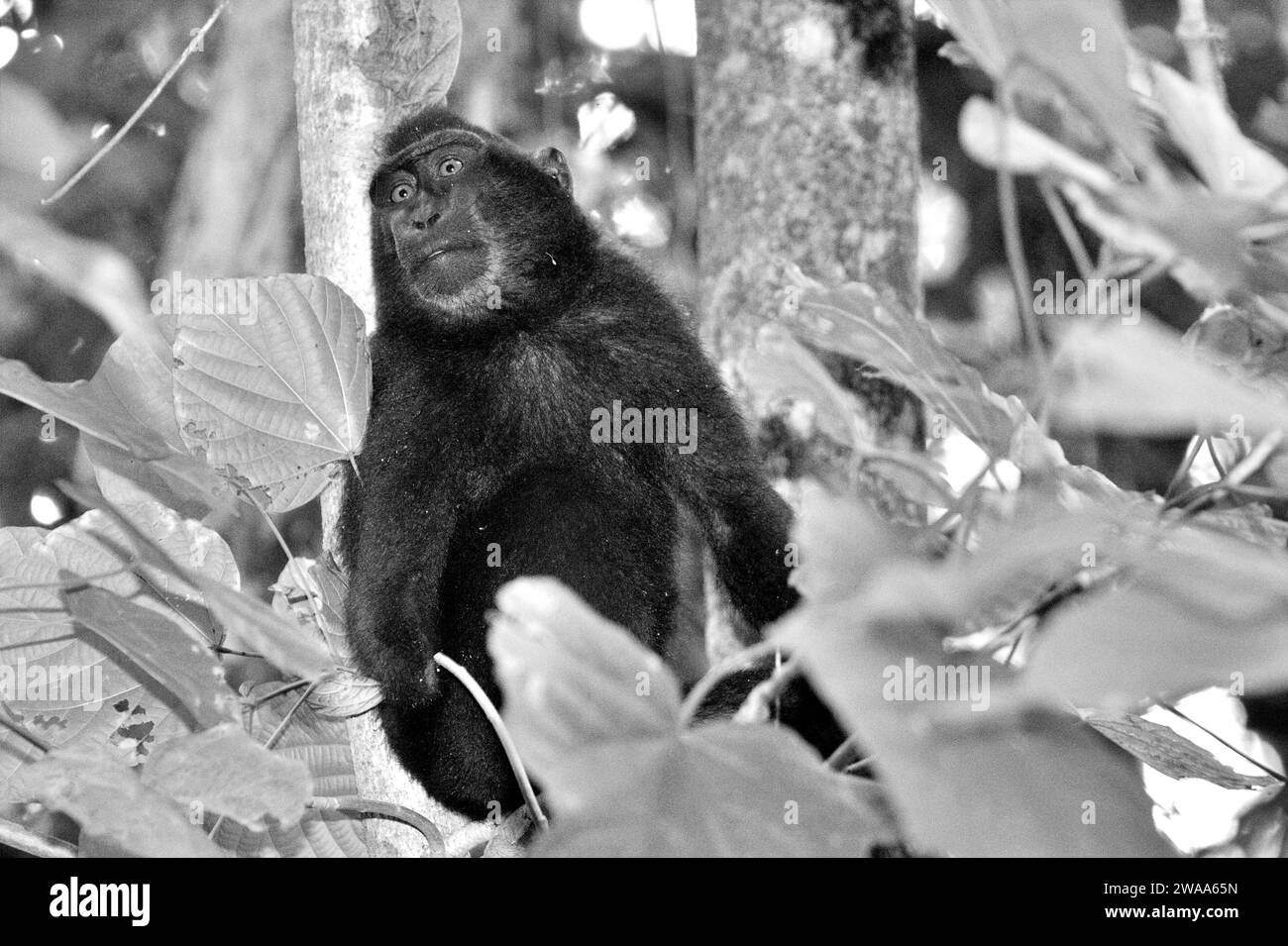 Portrait of a crested macaque (Macaca nigra) that has lost its right hand by a poacher's trap in Tangkoko Nature Reserve, North Sulawesi, Indonesia. Primate conservation is a behavioural challenge and as such requires behaviourally informed solutions, according to a team of scientists led by Harry Hilser in their 2023 paper published by International Journal of Primatology. It also needs, they wrote, 'A holistic strategy of education, capacity building, and community-based conservation draws upon a blend of insights from multiple social scientific disciplines alongside direct research with... Stock Photo