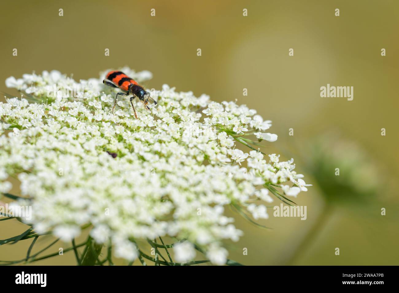 A checkered beetle (Trichodes apiarius) sitting on a white umbellifer, sunny day in summer, Vienna (Austria) Stock Photo